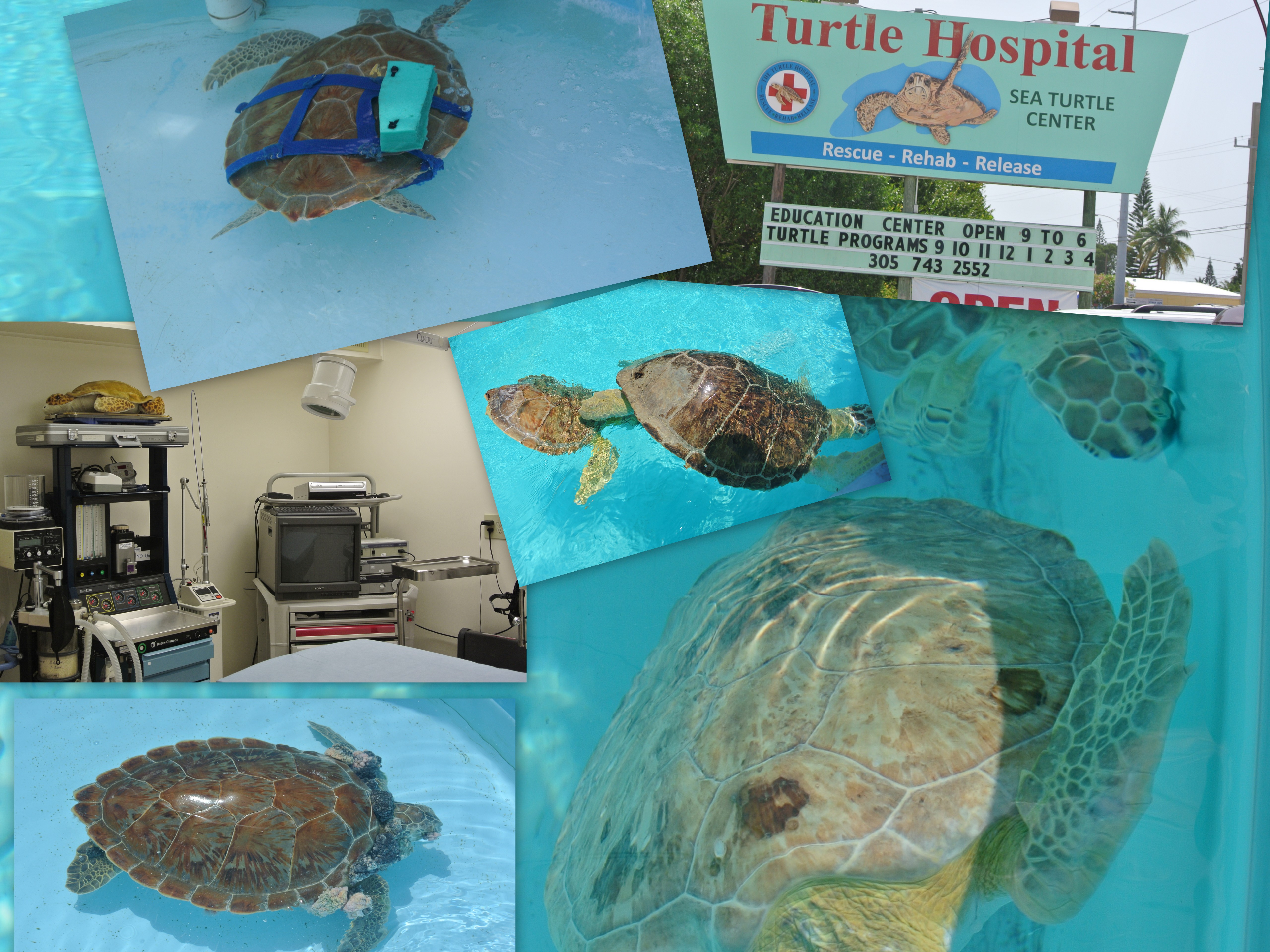 turtle hospital