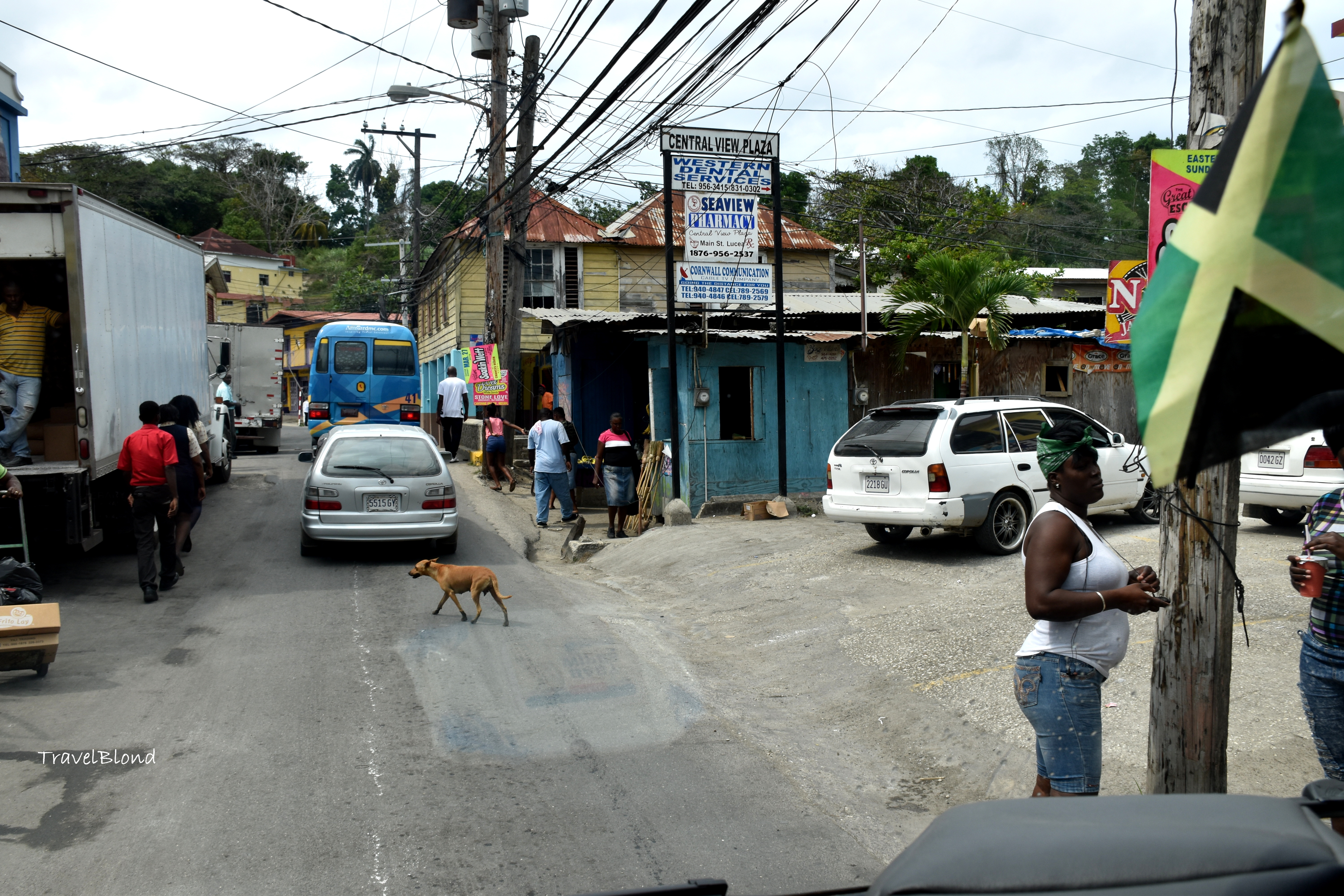 cats and dogs on the streets